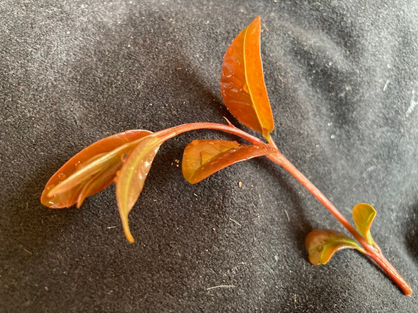 Coppery new growth