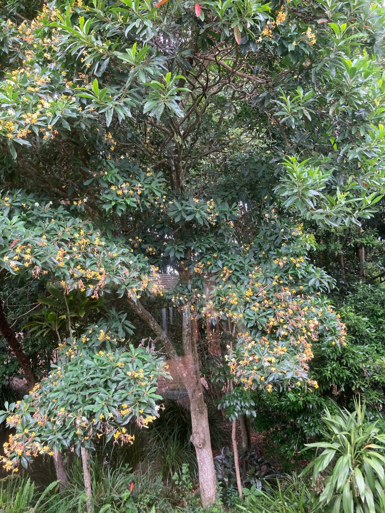 This tree is about16 years old and was pruned when young to make it bushy.  